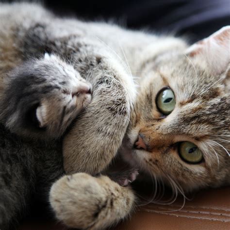 kitten week  week  bruce green blog