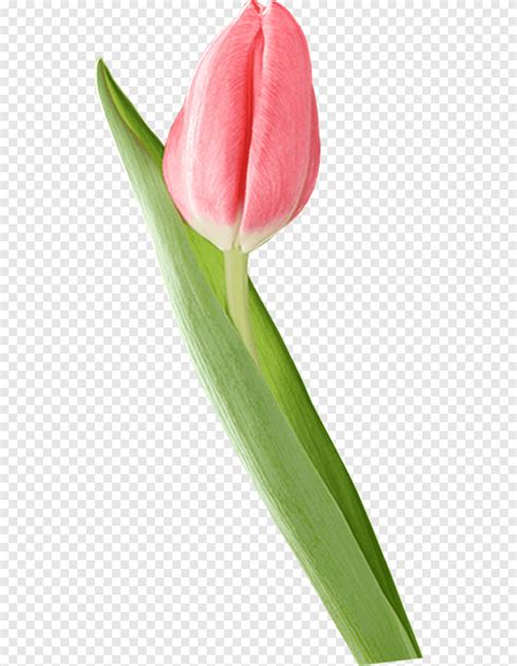 Tulip Blog Tulip Plant Stem Flower Png Pngegg