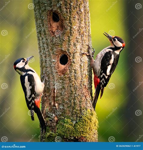 Two Common Woodpeckers, AI Generated Royalty-Free Stock Image