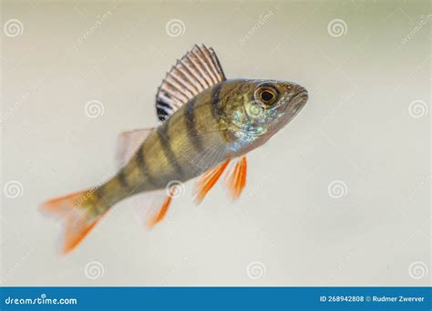 European Perch Swimming in Pond Stock Photo - Image of fishing, full: 268942808