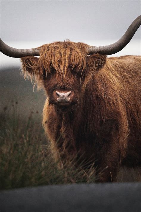 Closeup Hairy Scottish Highland Cattle Premium Photo Rawpixel