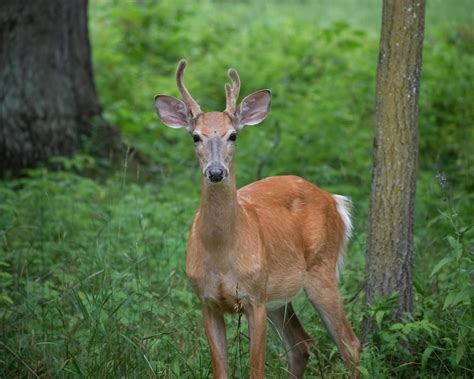 young buck with velvet antlers in woods 15589692 Stock Photo at Vecteezy