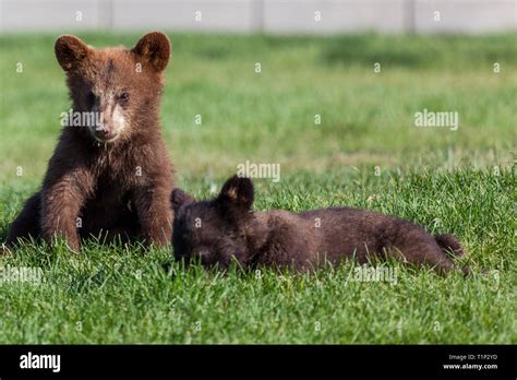 A cute baby brown bear sitting in the sunshine on the green grass with ...