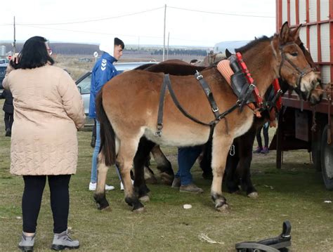 Fotos Feria de San Andrés en Turégano El Norte de Castilla