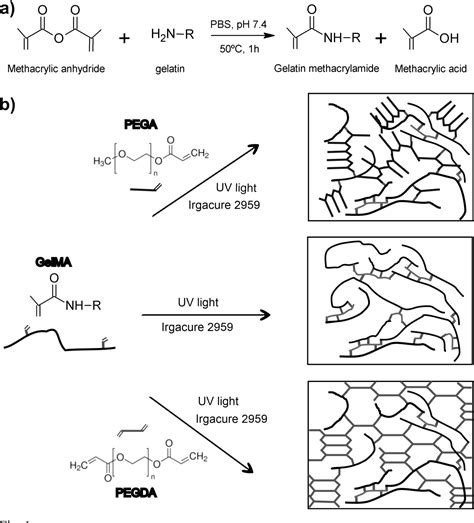 Figure 9 From Development Of UV Cross Linked Gelatin Coated Electrospun