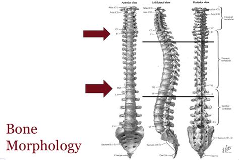 Kinesiology Thoracic Spine Flashcards Quizlet