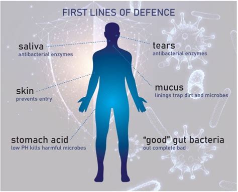 The Gut Microbiome and The Immune System - the Healthy Rant