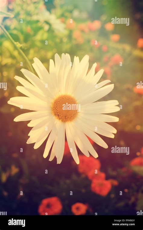 Daisy flower in the garden Stock Photo - Alamy