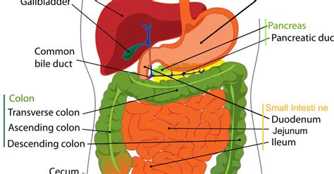 DIGESTIVE GLANDS