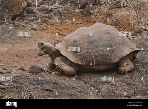 Tortue géante des Galapagos Chelonoidis nigra Isla Isabela îles