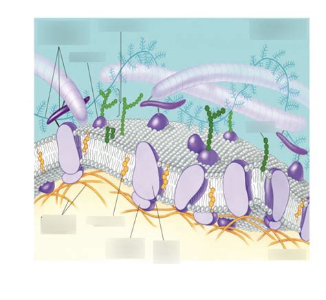 Cell Membrane - Fluid Mosaic Model #! Diagram | Quizlet