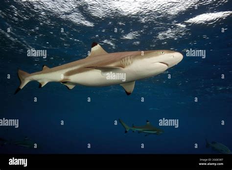 Blacktip Reef Shark Carcharhinus Melanopterus Pacific Ocean Stock