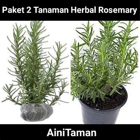 Jual Paket Hemat 2 Pohon Herbal Rosemary Tanaman Rosemary Pengusir