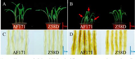 Figure 3 From Heat Resistant Inbred Lines Coordinate The Heat Response