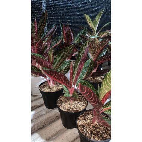 Jual Aglaonema Red Sumatra Pos Pride Of Sumatra Shopee Indonesia