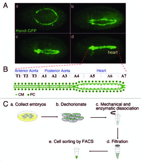 Hand GFP Reporter Expression Pattern Used And Overview Of The