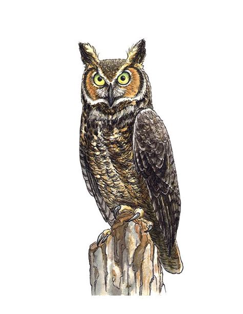 Great Horned Owl Drawing