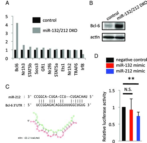 The Mir Cluster Negatively Regulates Expression Of Bcl