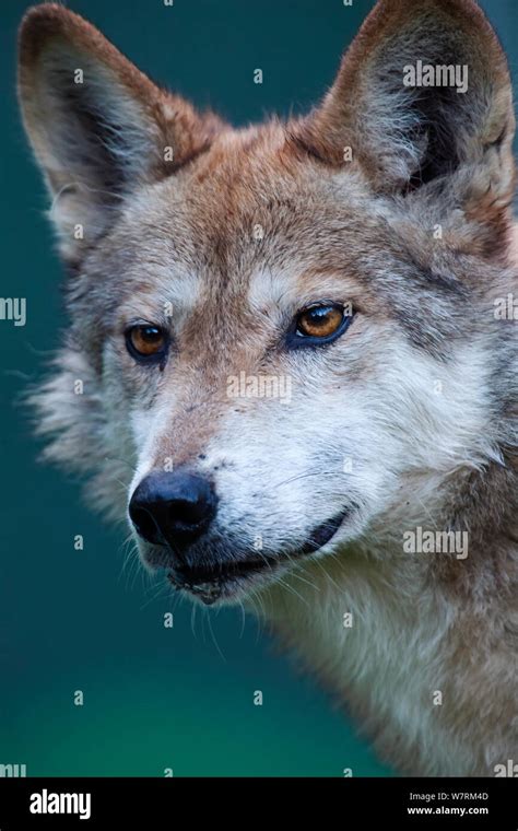 Mexican wolf hi-res stock photography and images - Alamy