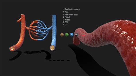 Human Arteries And Veins Model