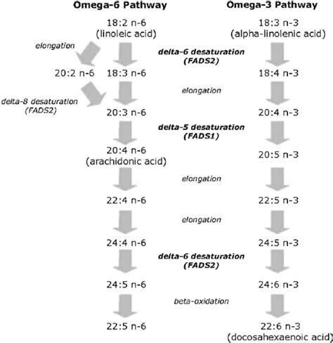 The Mammalian Pathway Of N 2 6 And N 2 3 Long Chain Polyunsaturated