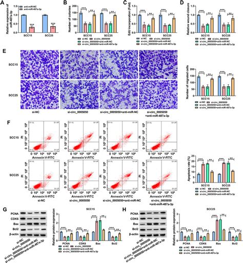 Inhibition Of MiR 487a 3p Reversed The Role Of Circ 0005050 Knockdown