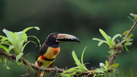 Collared aracari, Costa Rica - Bing Gallery