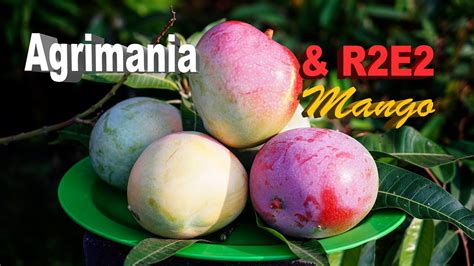 Panen Mangga Agrimania R2e2 Youtube