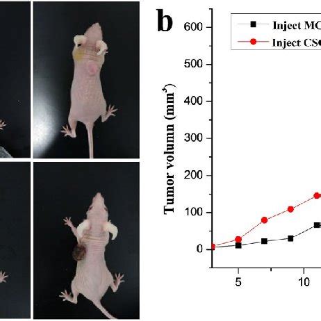 Tumor Formation In Nude Mice After The Injection Of A BCSC And B