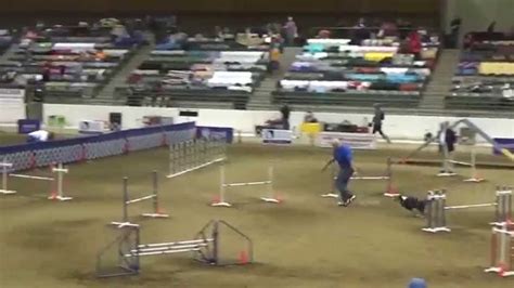 Sonic Osojnicki 2015 AKC Agility Nationals Hybrid Run YouTube