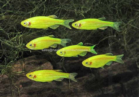 Nautilus Wholesale GLOFISH ELECTRIC GREEN DANIO SCIENTIFIC NAME