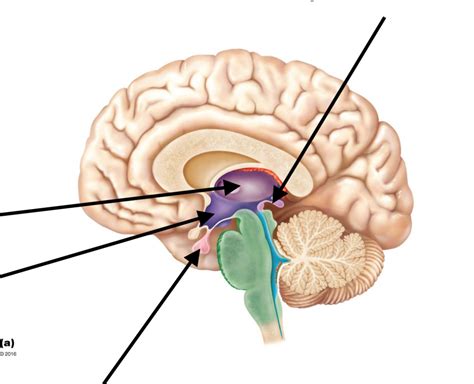 Epithalamus Diagram