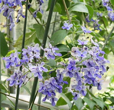 RW PAISAGISMO TREPADEIRA CLERODENDRO AZUL