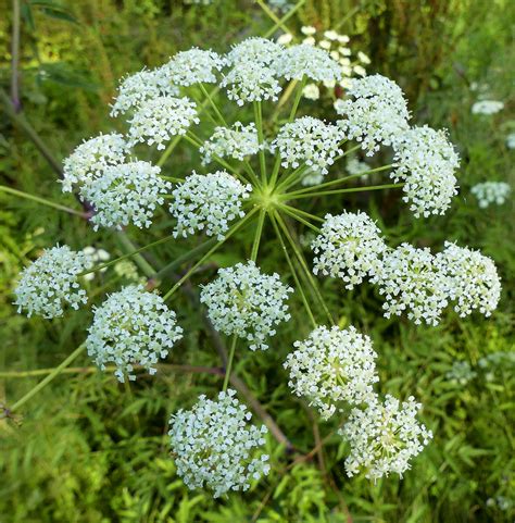 Water Hemlock Wildflower Wednesday