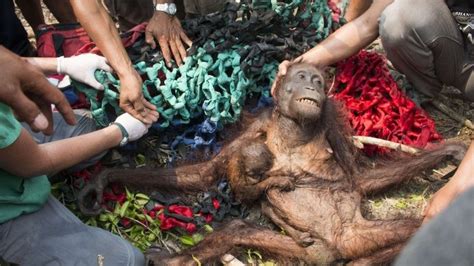 Indonesian Orangutans Survive Forest Fires And Village Stoning Bbc News