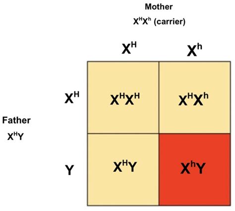 Klinefelter Syndrome Punnett Square