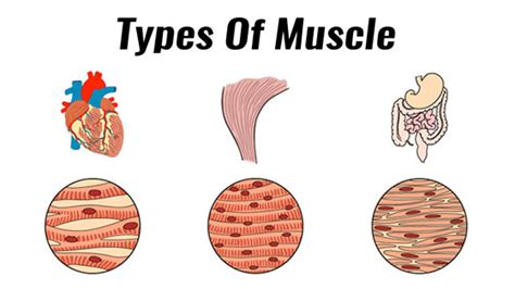 Types of muscle - TeachPE.com