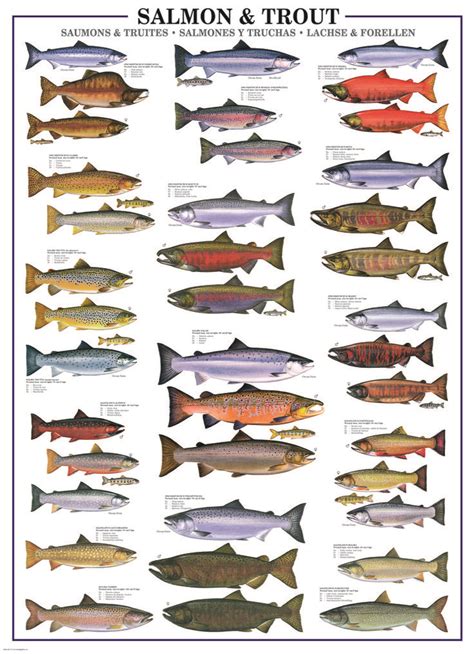 EuroGraphics Salmon Trout Poster Presenting 17 Trout Species And