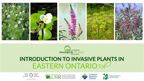 Introduction to Invasive Plants in Eastern Ontario - Ontario Invasive ...