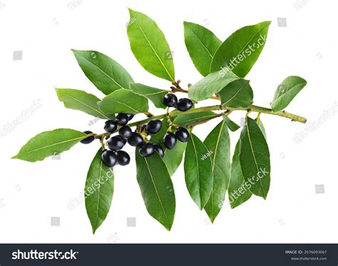 7,946 Laurel Berries Images, Stock Photos & Vectors | Shutterstock