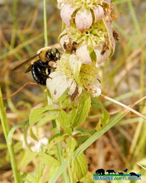 Bees And Wasps Imagine Our Florida Inc