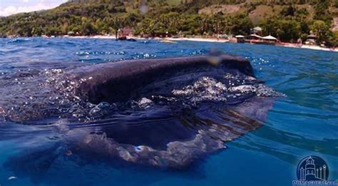 Whale Shark Watching In Oslob