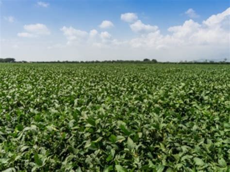 China ampliará sus ensayos de producción con maíz y soya transgénica