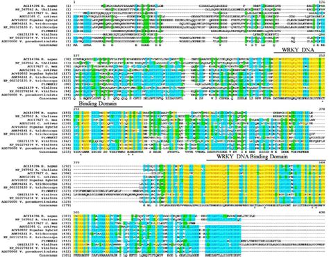 Multiple Sequence Alignment Of The Full Length Amino Acid Sequences Of