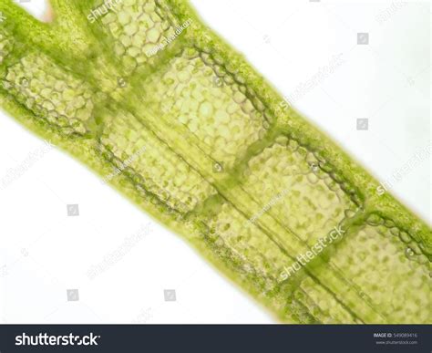 Aquatic Plant Cell Under Microscope View Stock Photo 549089416