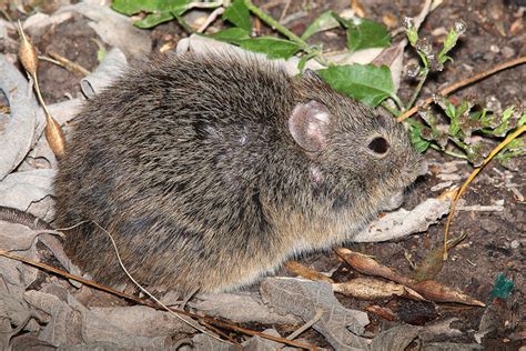 Hispid Cotton Rat