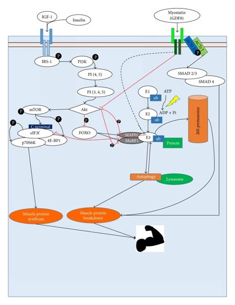 Anabolic And Catabolic Pathways Regulating Muscle Mass P