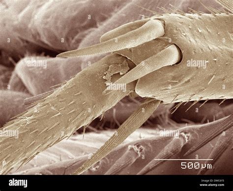 Coloured SEM of American cockroach leg Stock Photo - Alamy