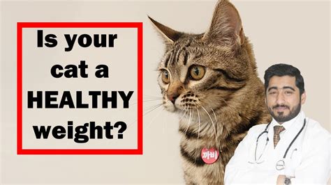 How To Calculate Cat Weight Healthy Weight Vet Furqan Younas Youtube