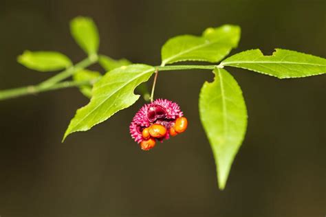 Strawberry Bushes For Sale | Southern Species | Wildtree